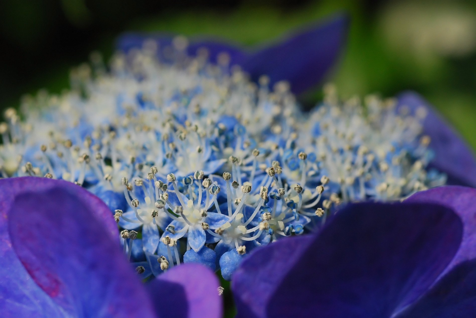 陽光に輝く紫陽花