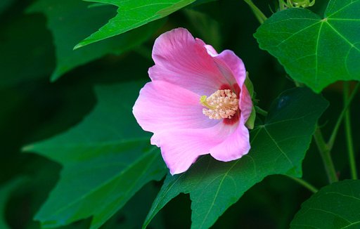 芙蓉