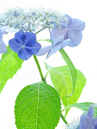 文月の花