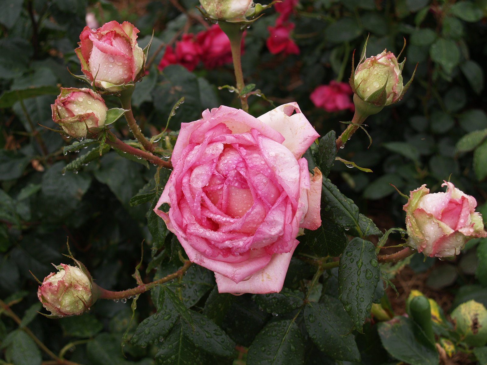薔薇