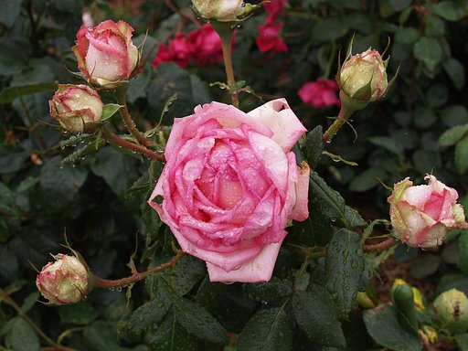 薔薇