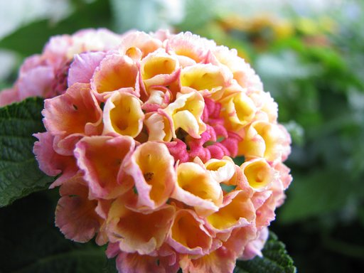 紫陽花