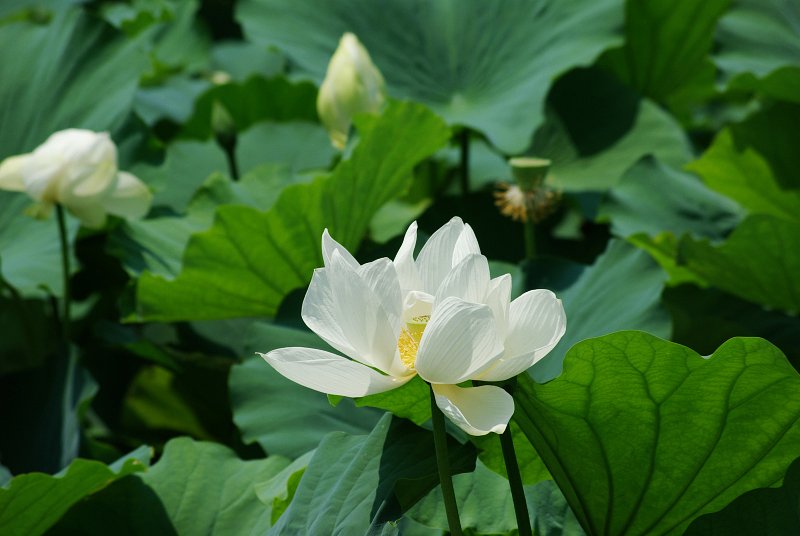 花は何を思うだろう