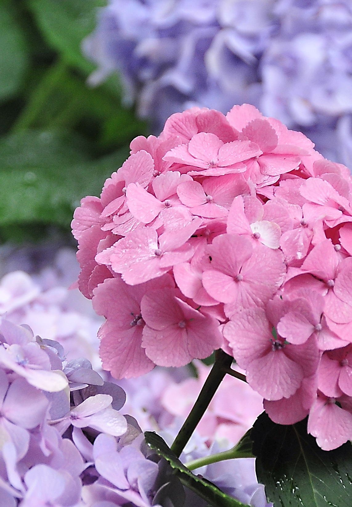 紫陽花