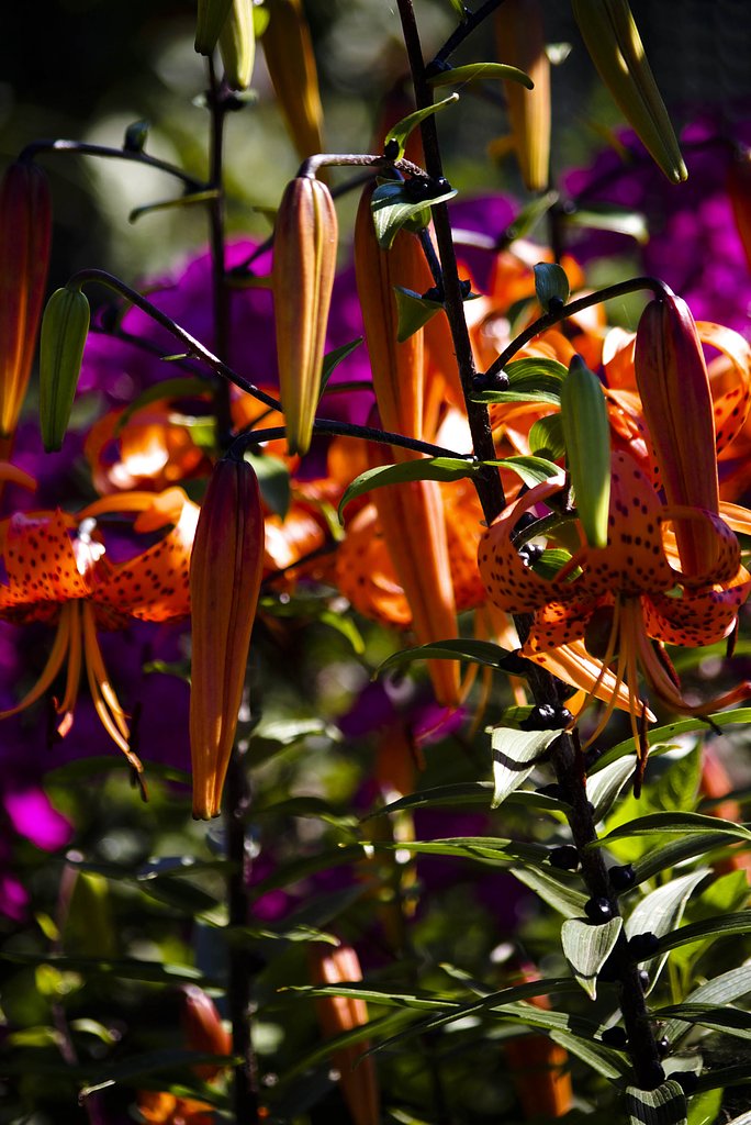 summer colors