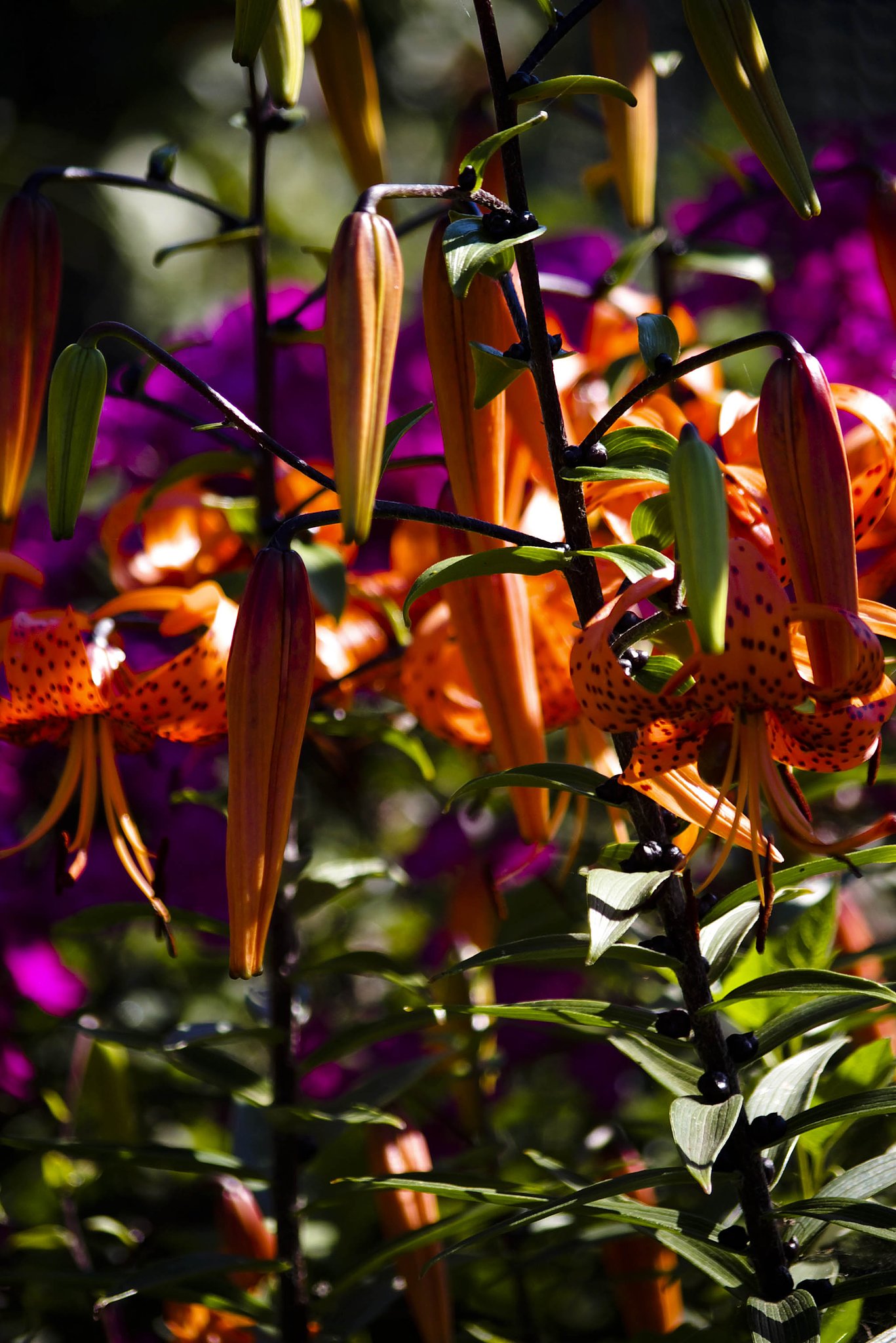summer colors