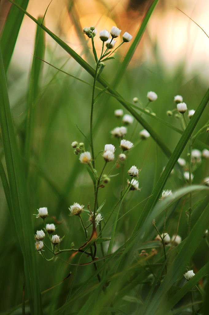 夏草や