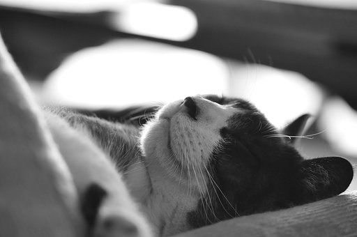 睡眠中。。。