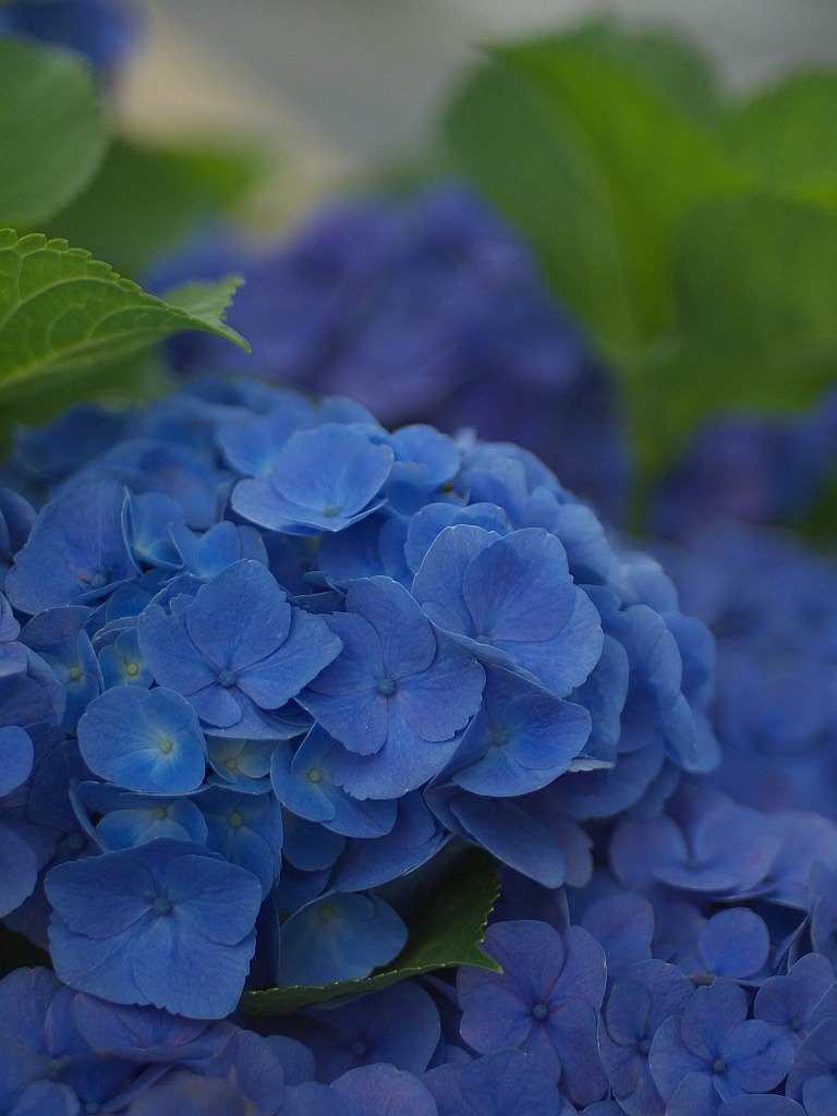 青のアジサイ