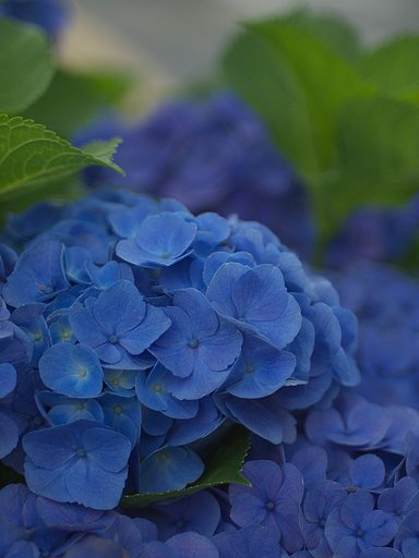 青のアジサイ