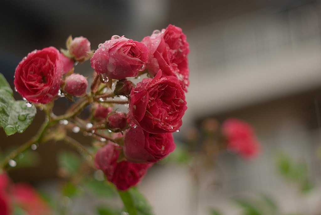 「植」雨に唄えば