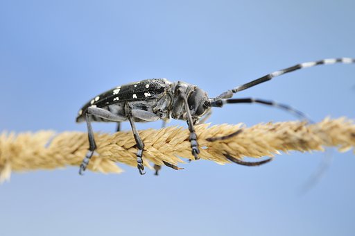 ゴマダラカミキリ