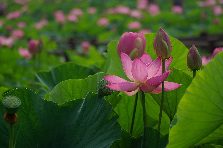蕾を付けて