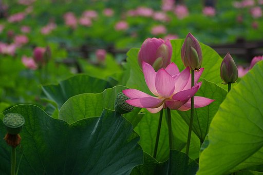 蕾を付けて