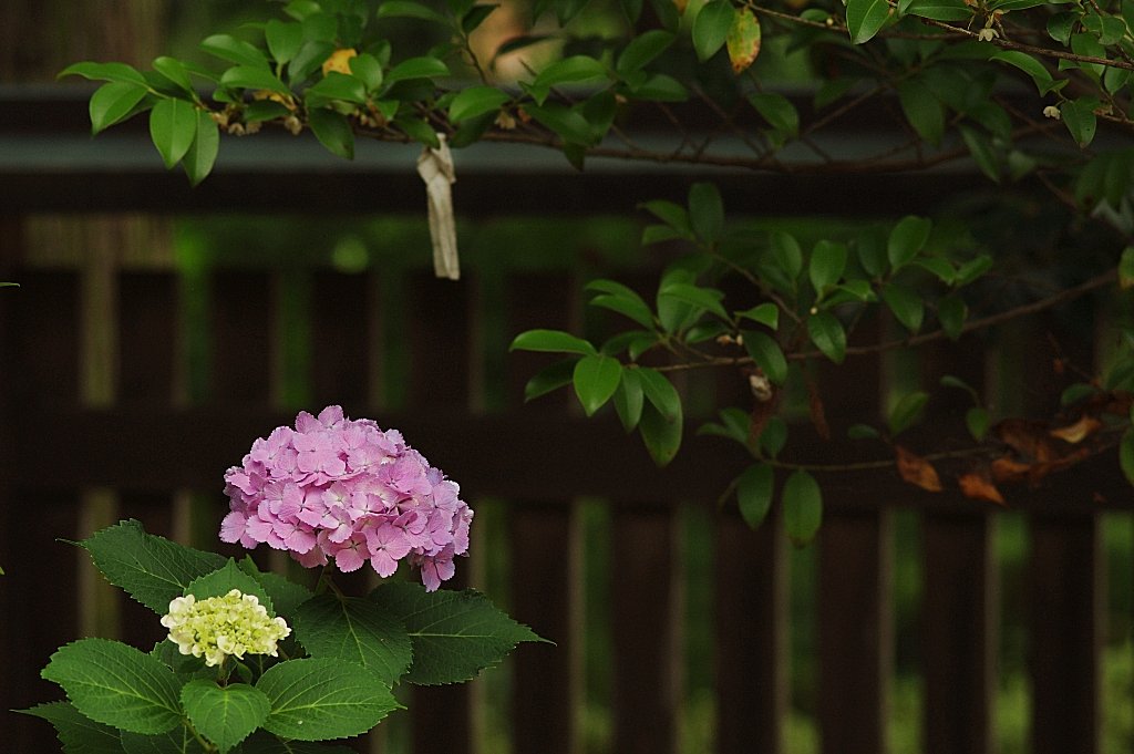 紫陽花寺