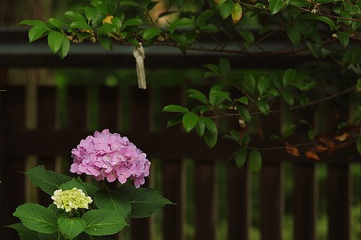 紫陽花寺