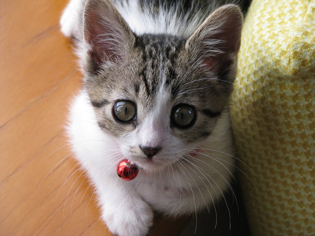 拾った！
