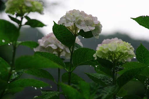 あめふり