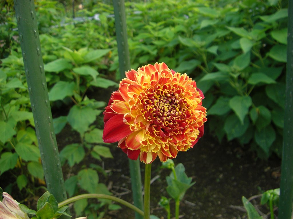 町田ダリア園 開園中（小振りの花）