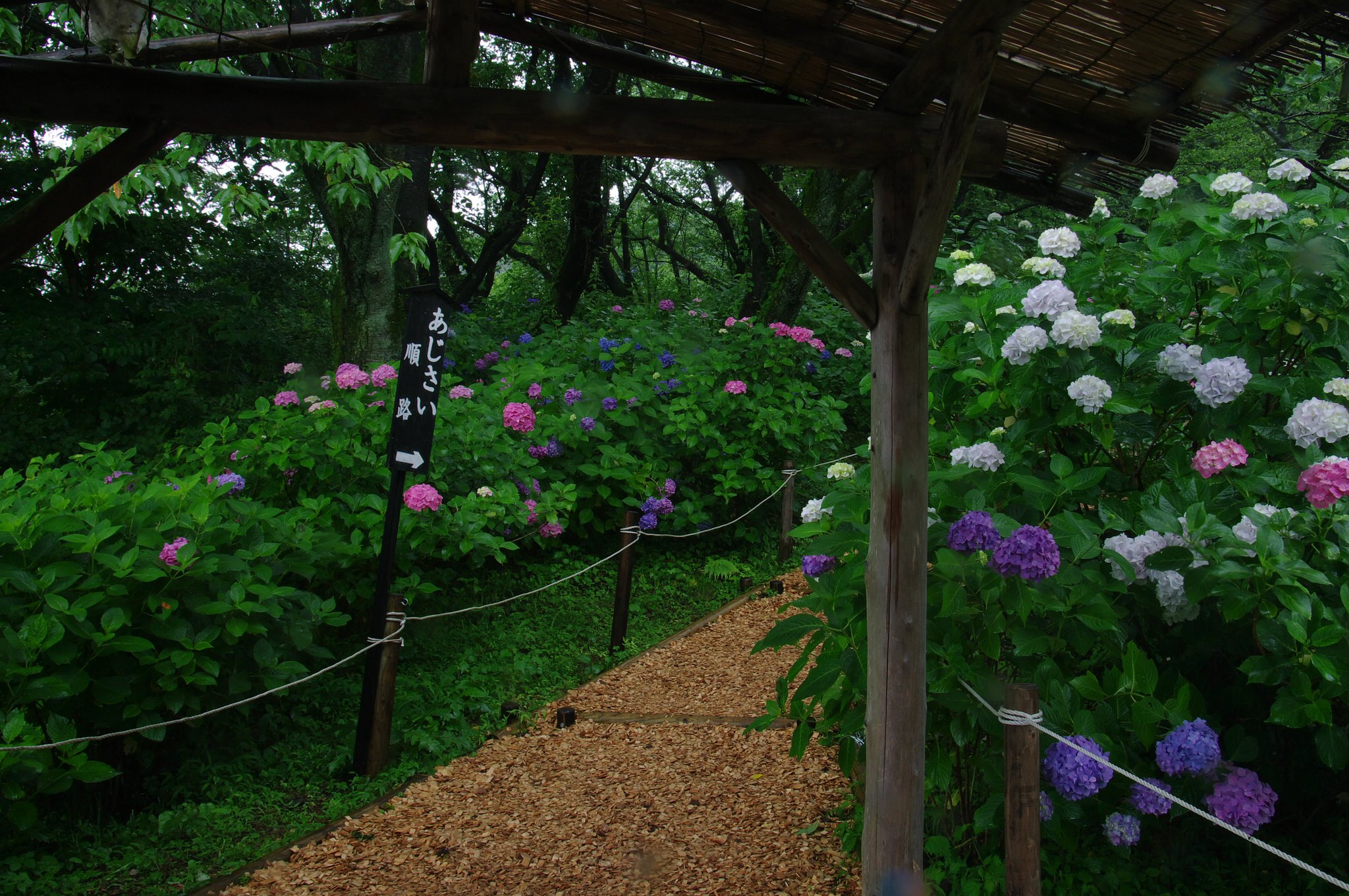 雨のアジサイ園にて・・・