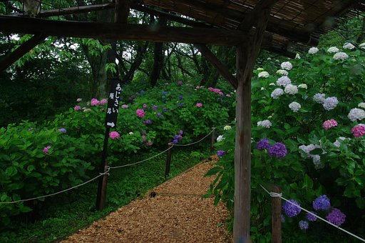 雨のアジサイ園にて・・・