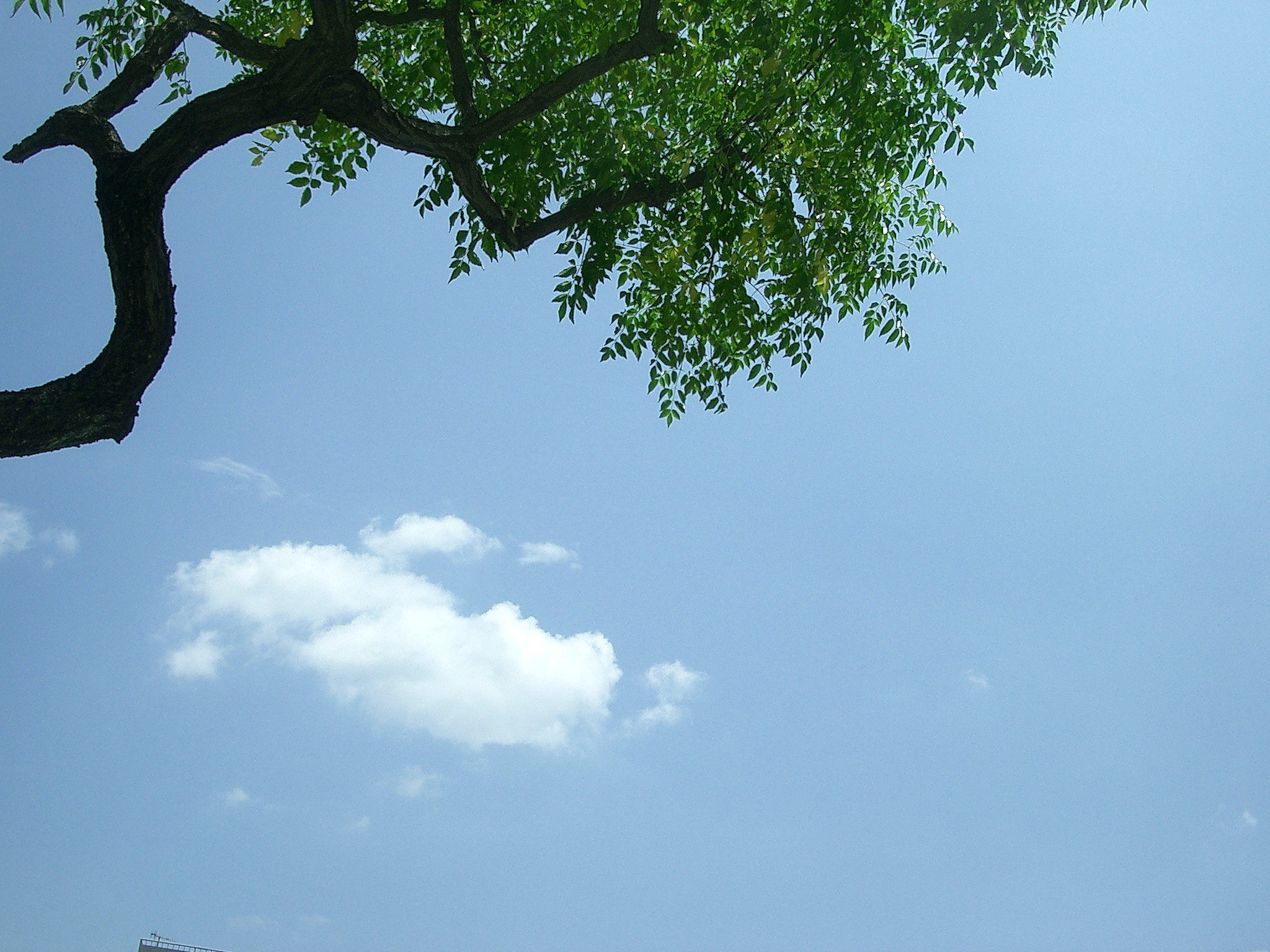 夏空—その７