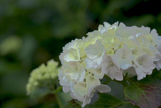 今日も紫陽花