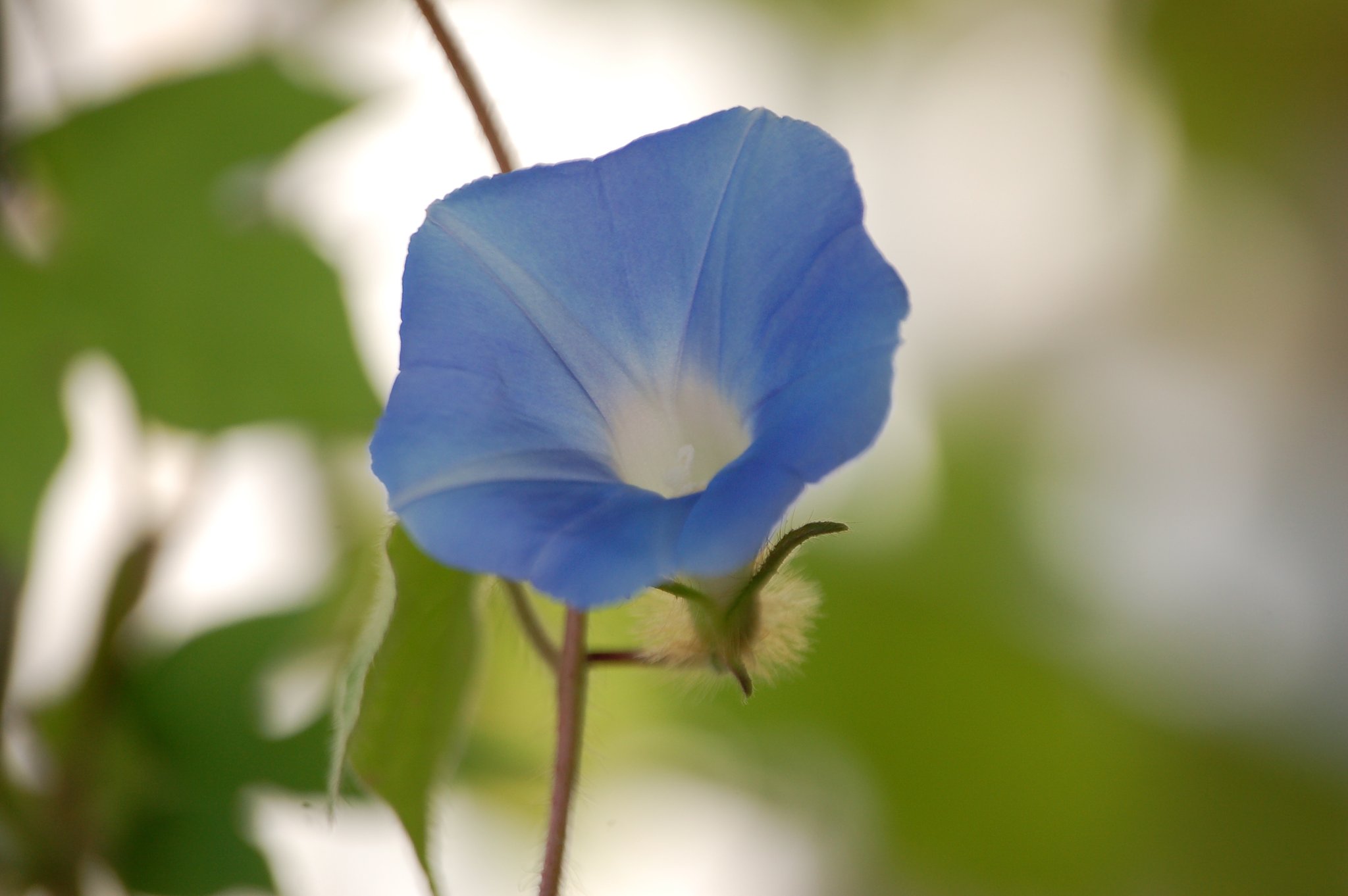 夏は朝顔