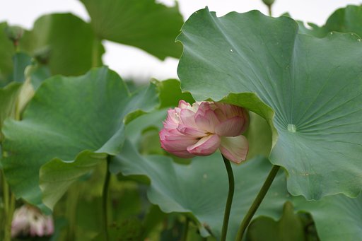 夜目遠目、傘の内
