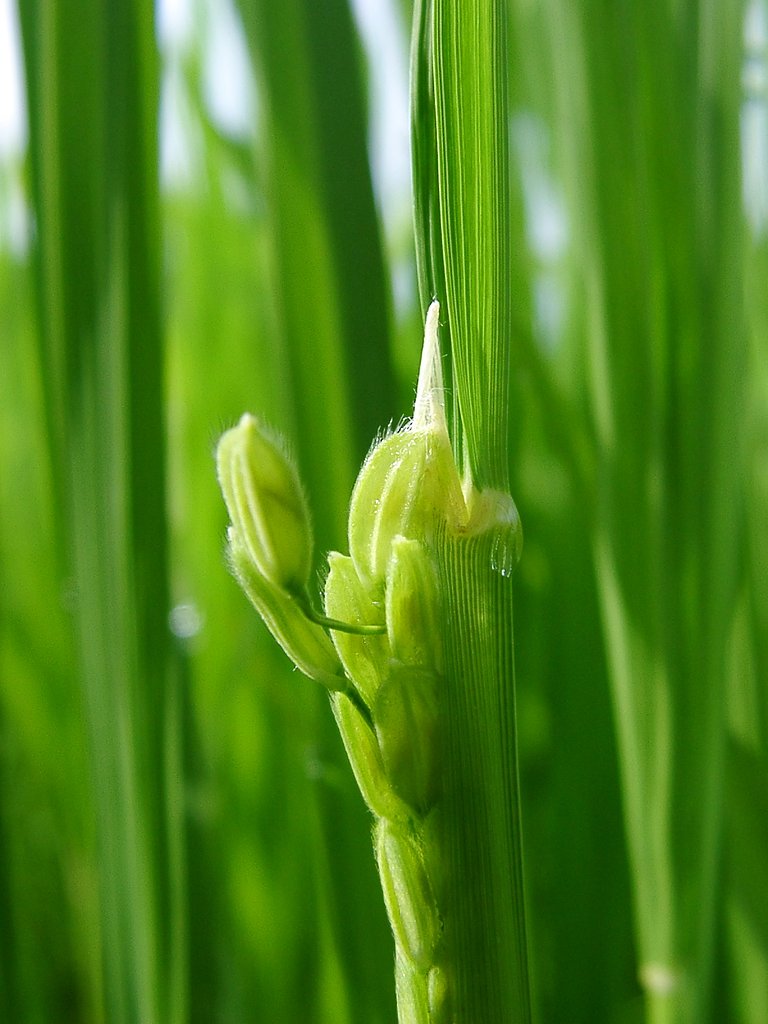 コシヒカリの稲穂と花