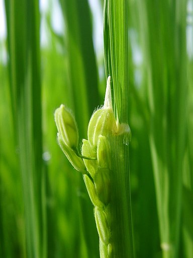 コシヒカリの稲穂と花