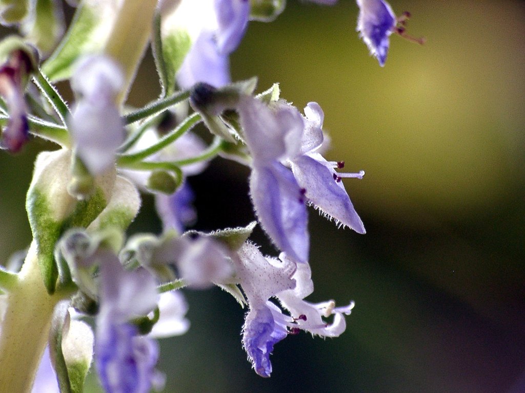 コリウスの花