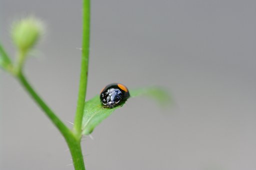 二つ星のテントウムシ？