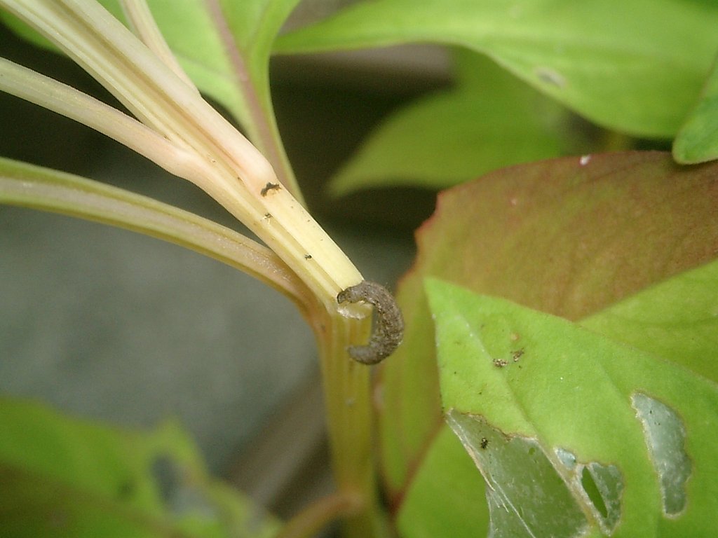 ケイトウを切り倒す虫