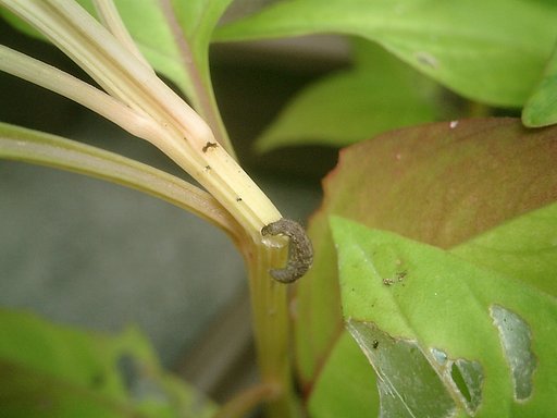 ケイトウを切り倒す虫