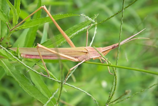 休耕畑に茶色の大きなバッタが