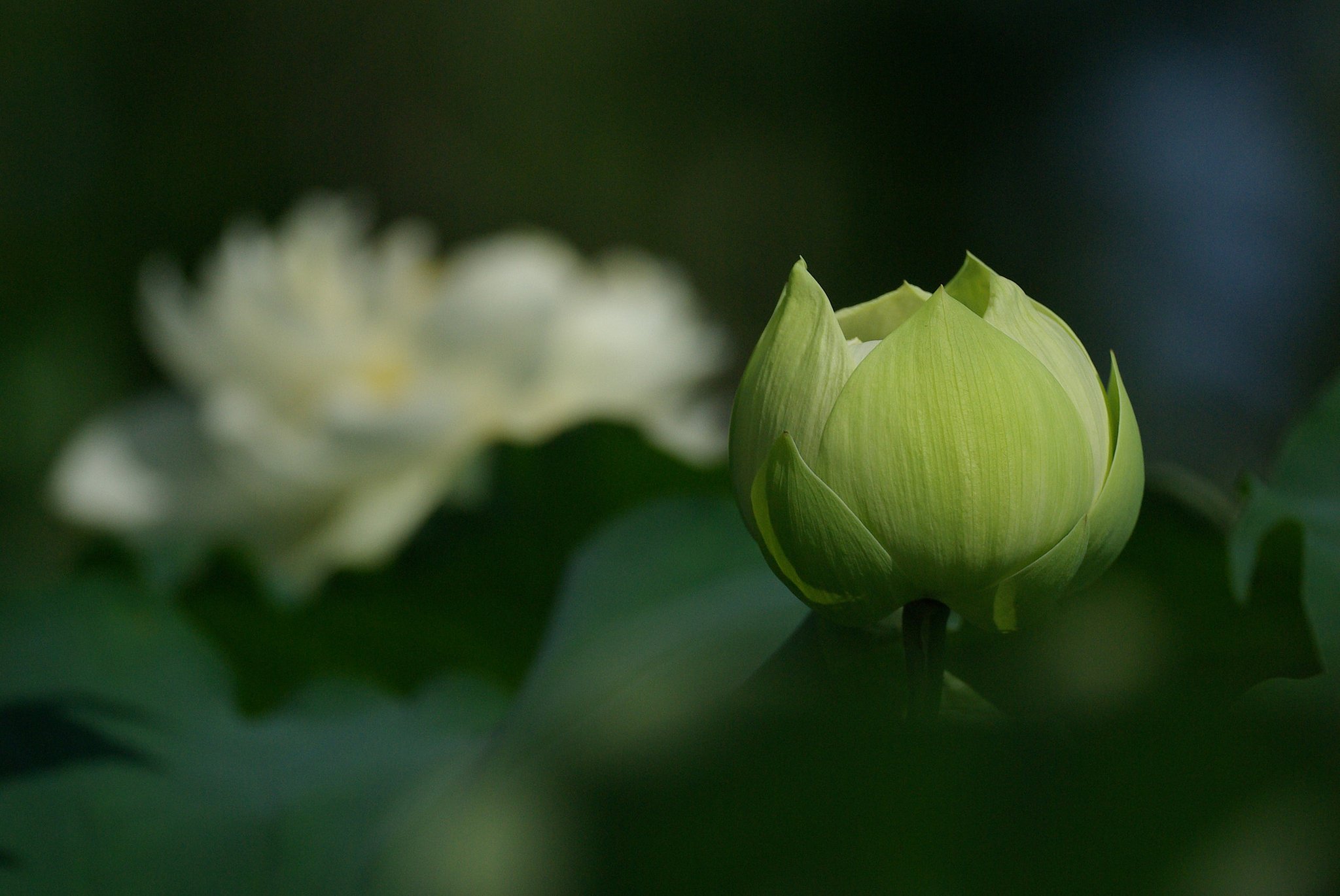 白蓮③：静かな開花