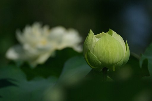 白蓮③：静かな開花