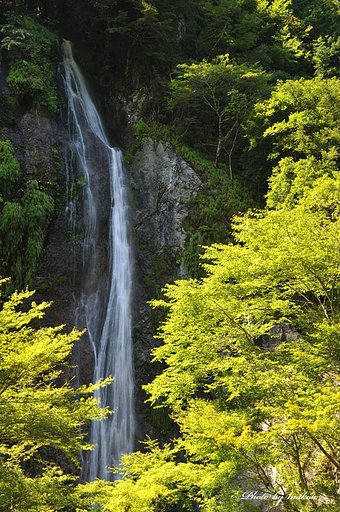 布滝