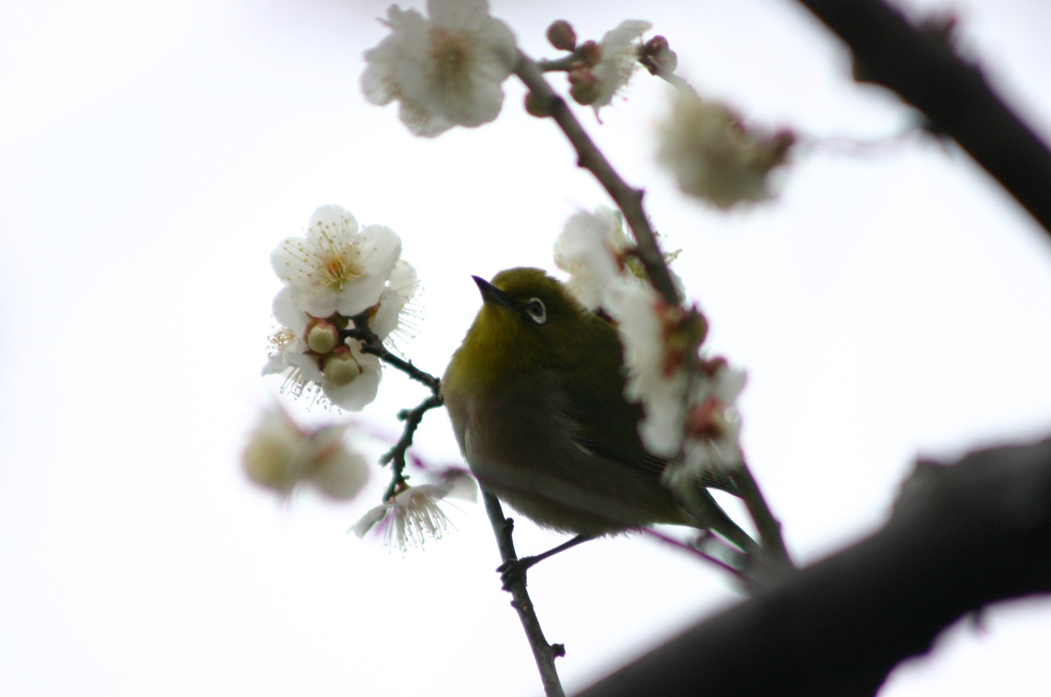 梅に鶯、かな？