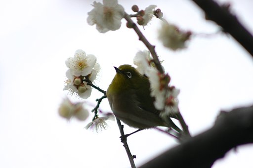 梅に鶯、かな？