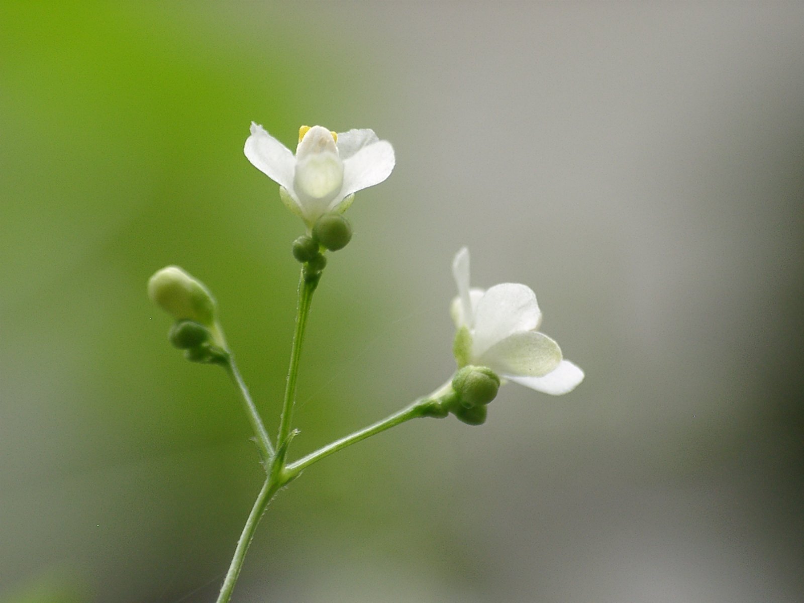 ４年目の花