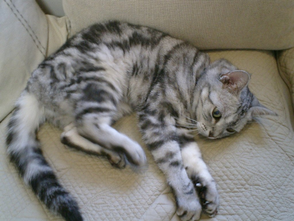猫