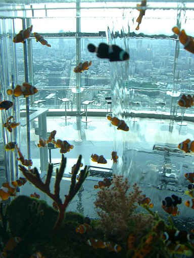 展望台の熱帯魚