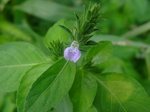5mmほどのクラゲの様な花