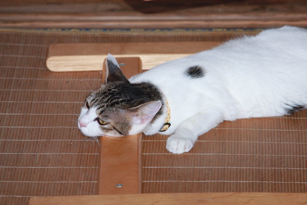 暑さでへたばりました
