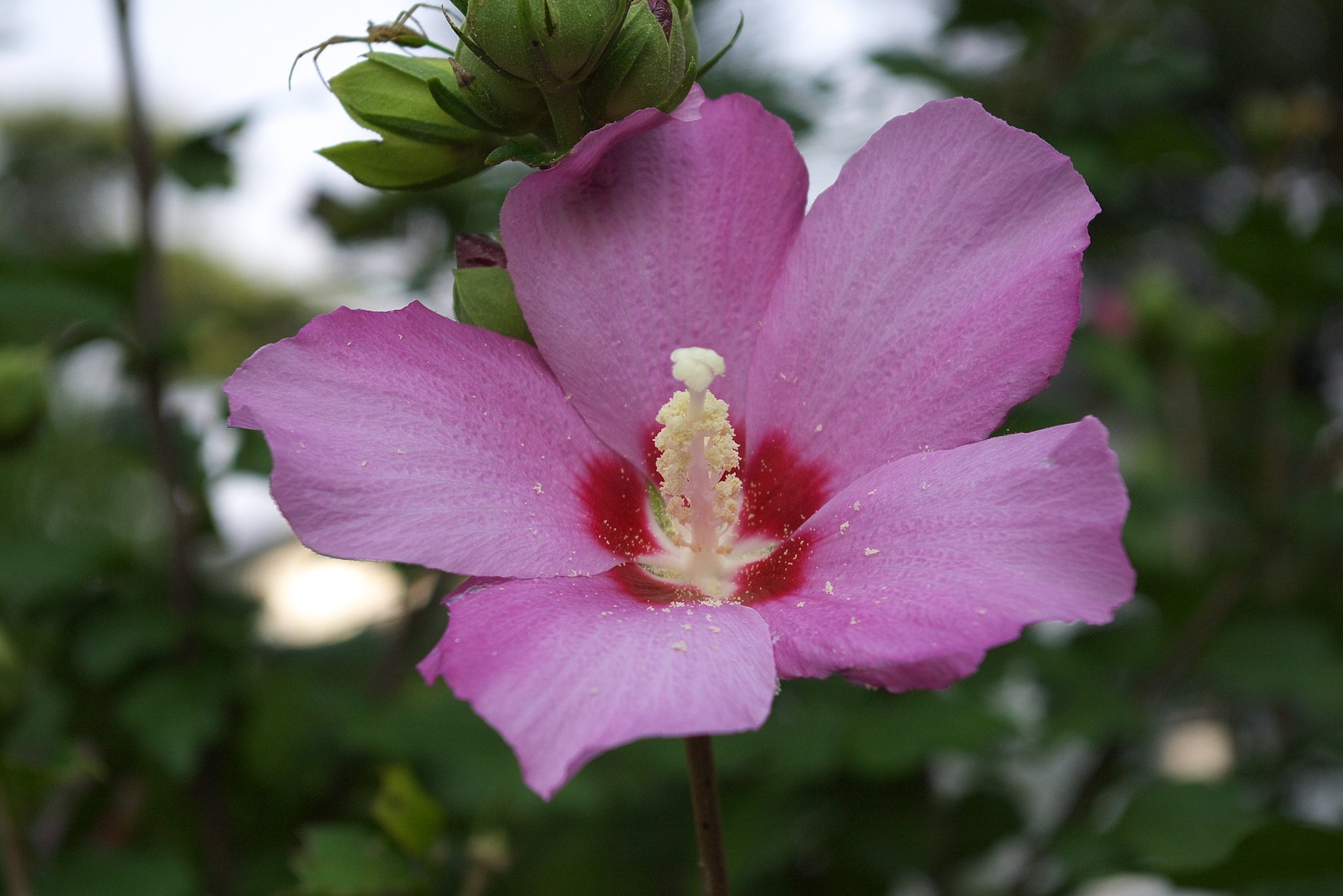 ムクゲの仲間のお花