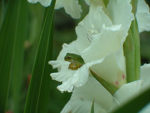 あめあめふれふれ。。。。