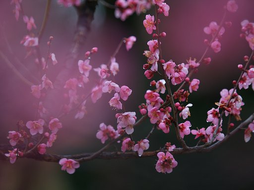 薄紅（うすくれない）の紗