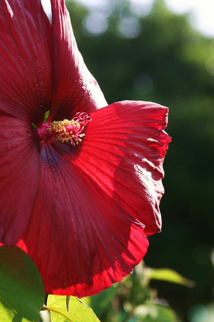 これも芙蓉？